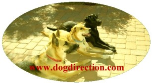 Dog Direction - Tucson